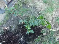 CIMG5351.webp