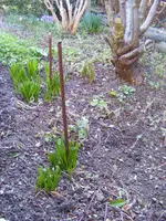 Wildes Beet 24.2.2014.webp