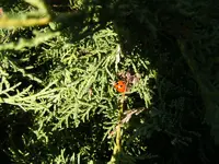 Käfer.webp