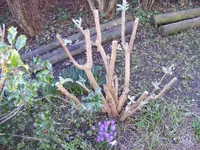 Sommerflieder 24.2.2014.webp