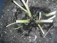 DSCF7609.webp