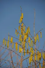 DSC_9436.webp