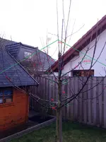 Apfel 1.webp