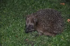 Igel.webp