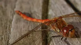 Macro5.webp