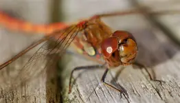 Macro5a.webp