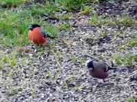 DSCN7778.webp