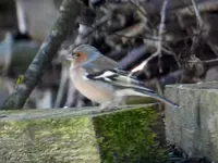 DSCN7785.webp
