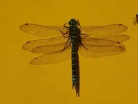 Libelle2.webp
