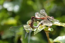 Libelle.webp