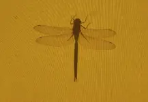 Libelle1.webp