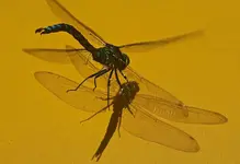 Libelle3.webp