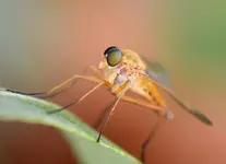 DSC_7958_Raubfliege.webp