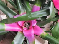 004.webp