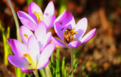 lila Krokus mit Wildbiene2_1000.webp