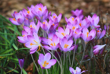 Puschel lila Krokus in altem Lavendel_900.webp