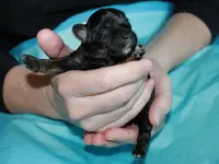 Annabell8.Tag1.webp