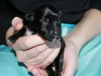 Ayla8.Tag2.webp