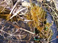 Moos am Teich.jpg