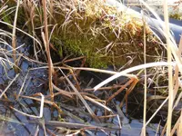 Moos in der Flachzone2.webp