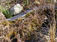 Moos in der Flachzone3.webp