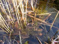Teichwasser.jpg