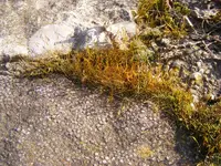 Moos auf Stein.webp