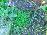 Andenknofi.webp