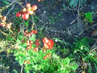 Blüten.webp