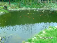 Fische.webp