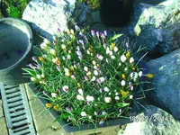 Frühjahrstopf Morgends.webp