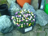 Frühjarstopf Mittags.webp