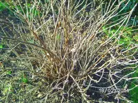 Johannisbeere.webp