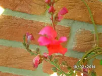 Löwenmäulchen Blüte.webp