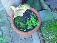Löwenmäulchen.webp