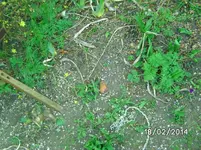 Vögel.webp