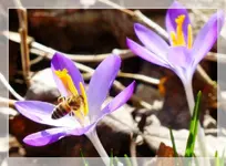 Krokus (4).webp