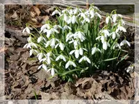 Schneeglöckchen.webp