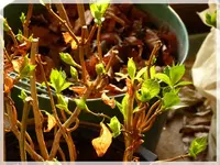 Hortensie (1).webp