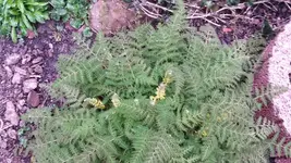 lerchensporn blühend#.webp