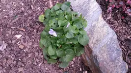 veilchen mit blüten.webp