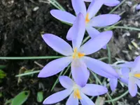 CIMG6835.webp