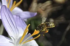 Biene3.webp