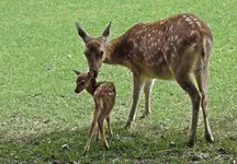 Tiere (4).webp