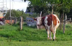 Tiere (0).webp