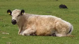 Tiere (1).webp