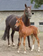 Tiere (2).webp
