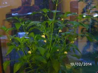 Chili (2).webp