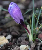 lila Krokus 140226.webp
