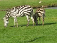 Bild 1209.webp